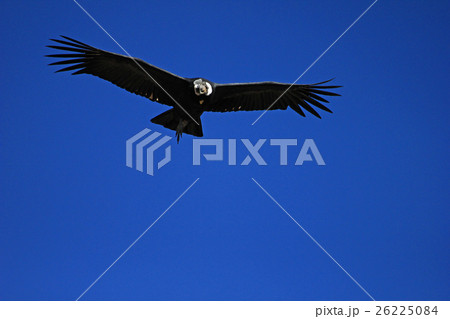 Male andean condor flying close Male andean condor flying close 26225084