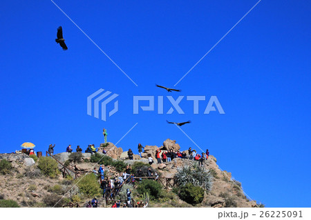 People looking at the condors 26225091