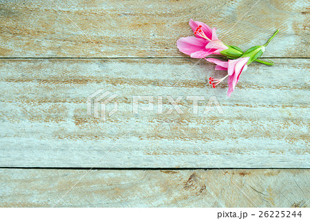 Hibiscus flower or Hibiscus rosa sinensis flower Hibiscus flower or Hibiscus rosa sinensis flower 26225244