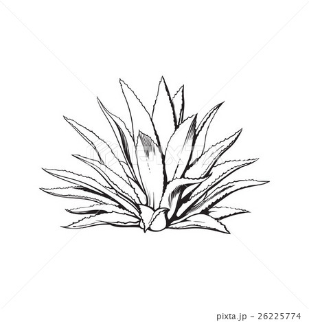 Hand drawn blue agave, main tequila ingredient 26225774