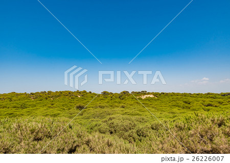 スペイン 世界遺産 ドニャーナ国立公園の写真素材