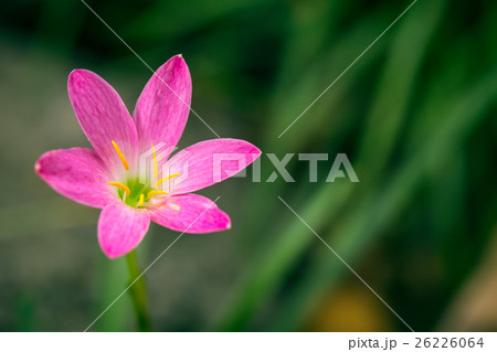 Zephyranthes Lily, Rain Lily, Fairy Lily. 26226064