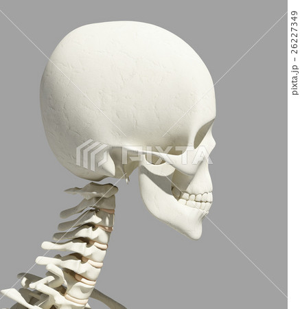 3D illustration of skull - part of human skeleton. 3D illustration of skull - part of human skeleton. 26227349