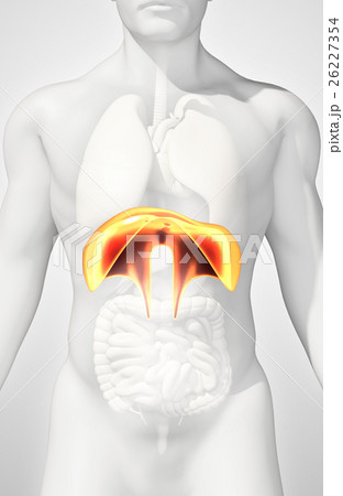 3D illustration of Lungs, medical concept. 26227354