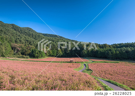赤そば畑 赤そば畑 26228025