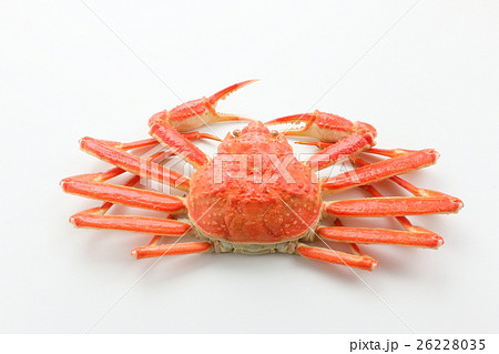 ズワイガニ 26228035