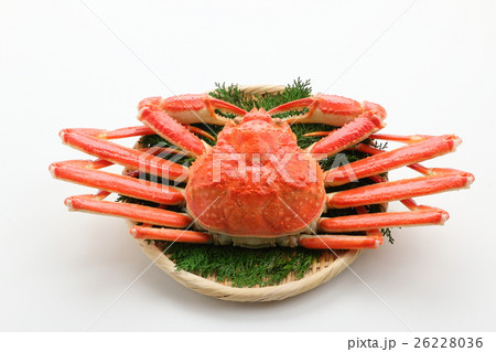 ズワイガニ 26228036