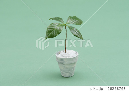 植木鉢の苗木 26228763