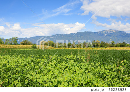 Agriculture, field of soybean 26228923