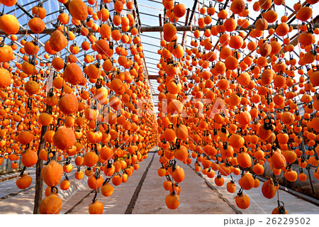 干し柿(長野県飯田市) 干し柿(長野県飯田市) 26229502