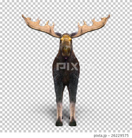 Moose Moose 26229575