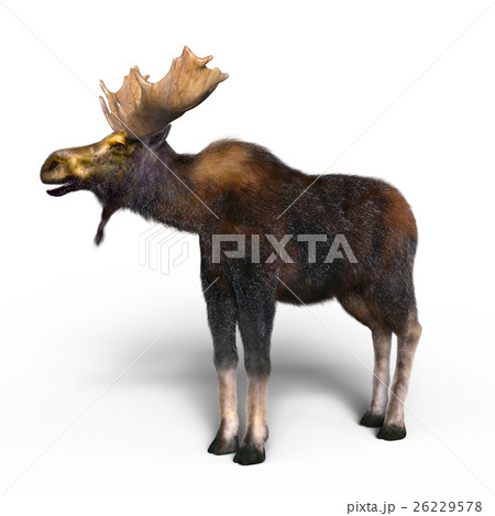 ヘラジカ 26229578