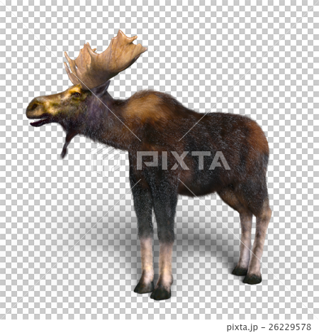 ヘラジカ 26229578