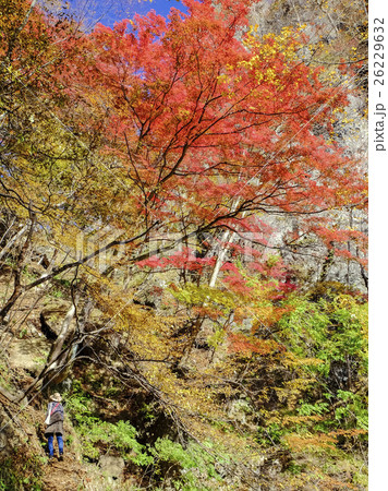 秋の岩櫃登山道 26229632