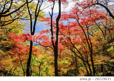 秋の密岩登山道３ 26229635