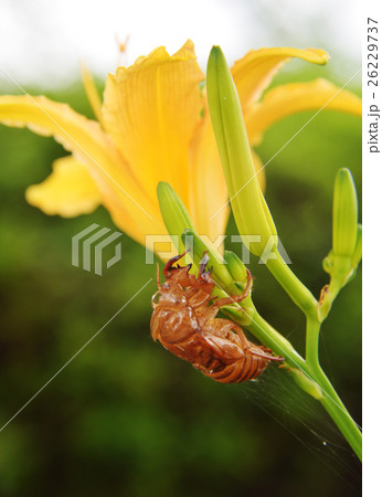 花と空蝉 26229737