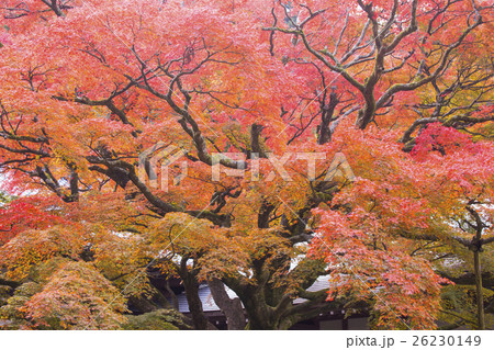 福岡県糸島市雷山の紅葉  福岡県糸島市雷山の紅葉  26230149