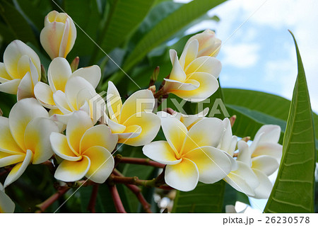 white frangipani tropical flower, plumeria flower 26230578