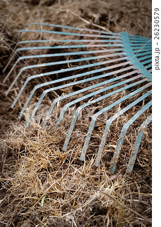 yard work, preparation soil in garden with rake 26230579