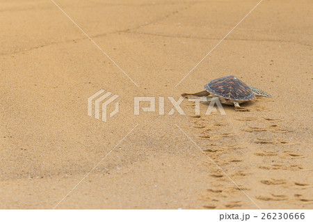 Hawksbill sea turtle on the beach, Thailand. 26230666