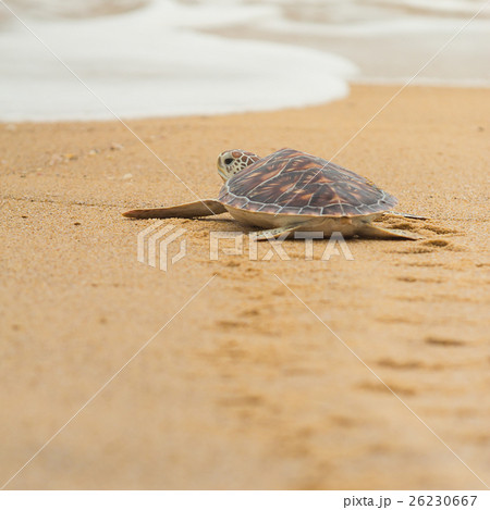 Hawksbill sea turtle on the beach, Thailand. Hawksbill sea turtle on the beach, Thailand. 26230667