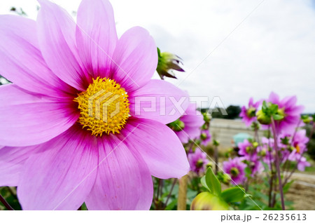 ハイブリッド皇帝ダリア ガッツァリアピンク ハイブリッド皇帝ダリア ガッツァリアピンク 26235613