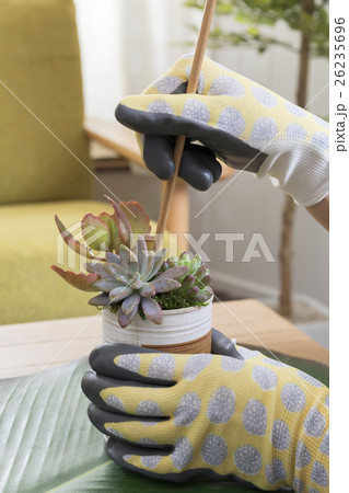 多肉植物の寄せ植え 多肉植物の寄せ植え 26235696