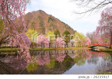 湯沢中央公園の桜の写真素材