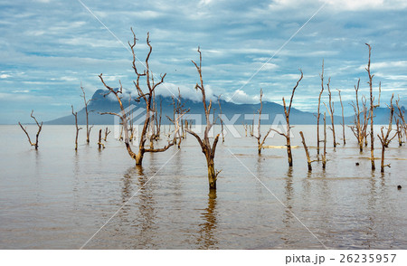 Dead mangrove trees in waterの写真素材 [26235957] - PIXTA