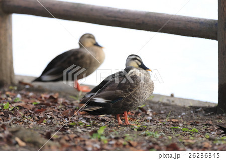 休憩中のカルガモ 休憩中のカルガモ 26236345
