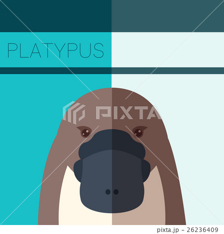 Platypus Flat Postcard Platypus Flat Postcard 26236409