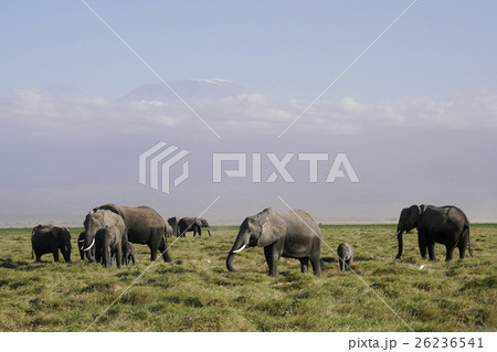 アフリカゾウ アフリカゾウ 26236541