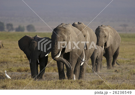 アフリカゾウ 26236549