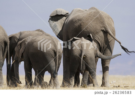 アフリカゾウ 26236583