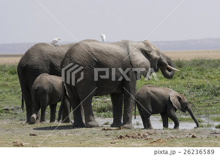 アフリカゾウ 26236589