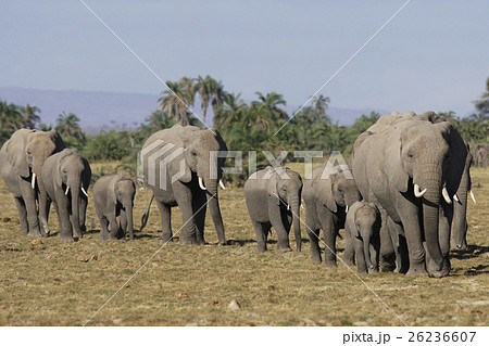 アフリカゾウ 26236607