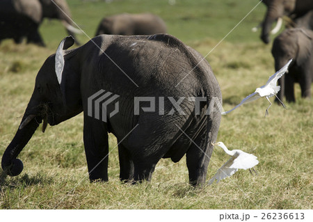 アフリカゾウ 26236613