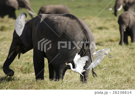 アフリカゾウ 26236614