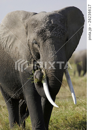 アフリカゾウ アフリカゾウ 26236617
