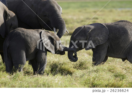 アフリカゾウ 26236624