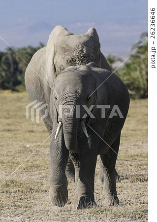 アフリカゾウ アフリカゾウ 26236646