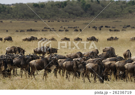 オグロヌー オグロヌー 26236719