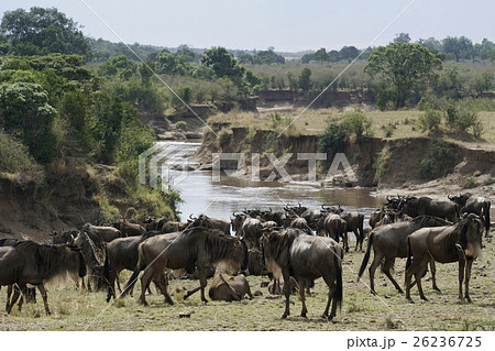 オグロヌー 26236725