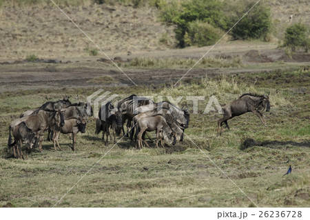 オグロヌー 26236728