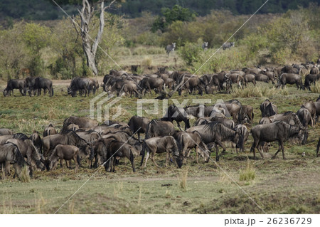 オグロヌー 26236729