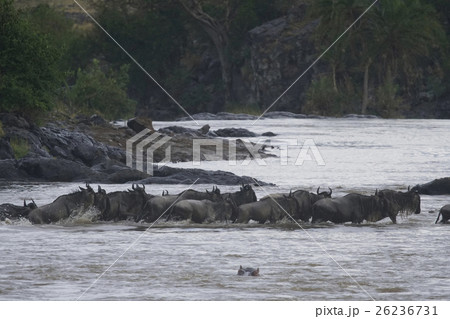 オグロヌー 26236731