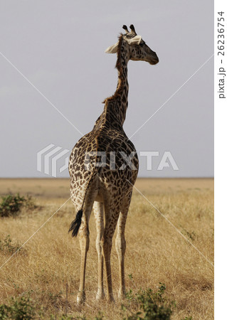 マサイキリン 26236754