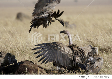 マダラハゲワシ 26236765