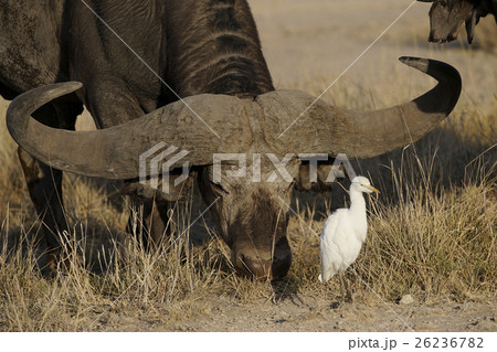 アフリカスイギュウ 26236782