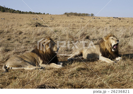 ライオン 26236821